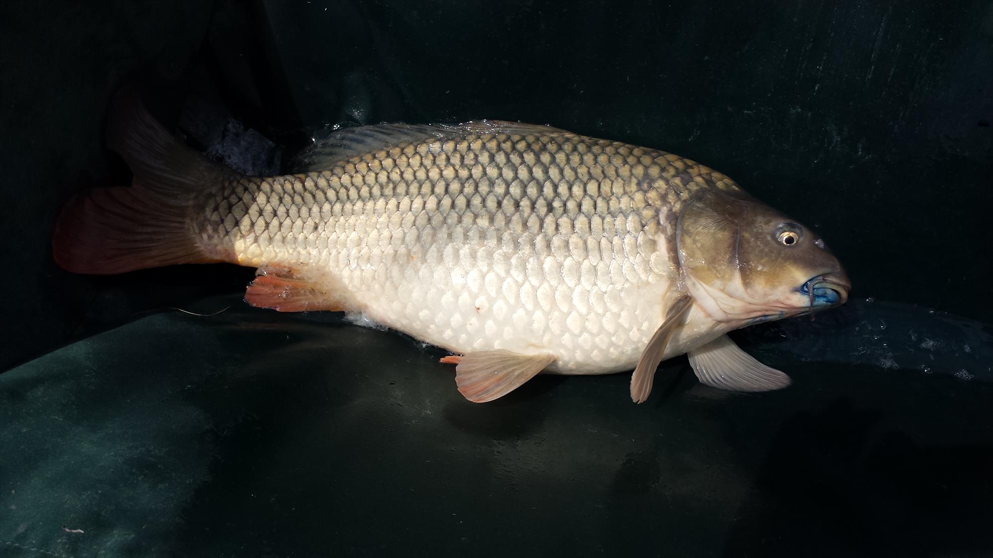 Moara Vlasiei 2 18 - 19 iunie 2016 - 20160619120139.jpg